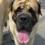 Neapolitan Mastiff dog
