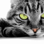 green-eyed cat