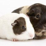 Two Guinea Pigs Against White Background