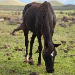 Horses on Easter Island