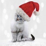 Young Cat In A Christmas Hat