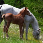 horses grazing in a prairie