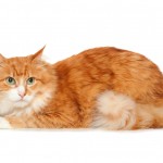 Beautiful fluffy red cat. Isolated on white