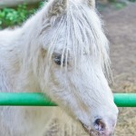 Portrait of white pony
