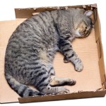 cat sleeping in a cardboard box