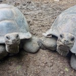 Two Seychelles Giant Turtles