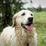 Walk Your Dog 3 Times a Day